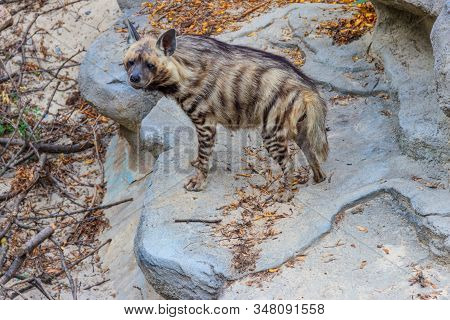 Striped Hyena (hyaena Hyaena) On A Ground