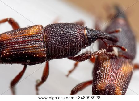 Macro Photography Of Rice Weevil Or Sitophilus Oryzae