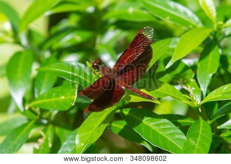 Male Eastern Amberwing (perithemis Tenera) Dragonfly