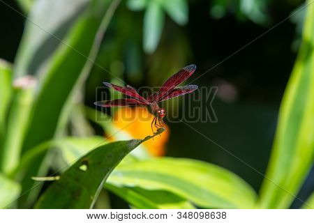 Male Eastern Amberwing (perithemis Tenera) Dragonfly