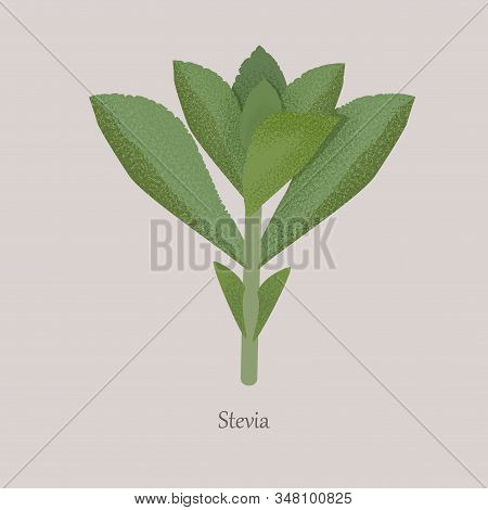 Stevia Plant Sweetener On A Gray Background.