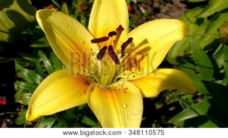 Yellow Flower Of An Asian Hybrid Of Lilies Of The Pollyanna Cultivar Close-up.