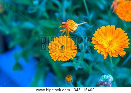 Garden Orange  Flowers - Calendula (marigold).summer Landscape With Blooming  Flowers. Homeopathic P