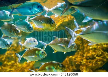 Tropical Horse-eye Jack Fishes
