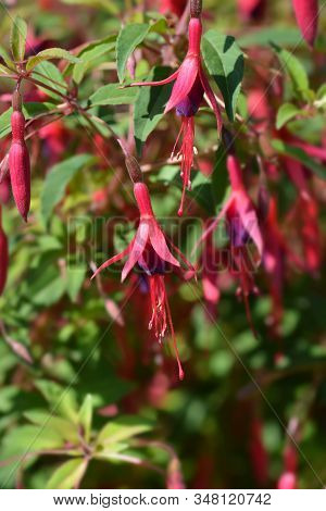 Hardy Fuchsia - Latin Name - Fuchsia Magellanica Var. Gracilis