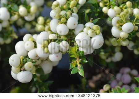 Prickly Heath White Berries - Latin Name - Gaultheria Mucronata (pernettya Mucronata)