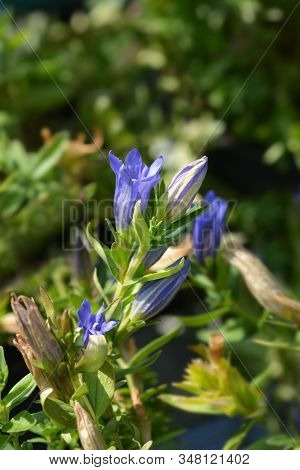 Gentian Diana Flowers - Latin Name - Gentiana Pyramidalis Diana