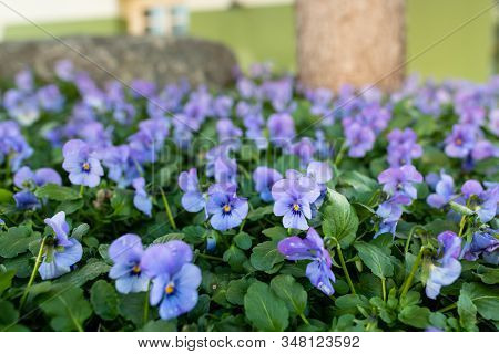 A Field Of Violets (viola Wittrockiana) On An Austrian Graveyard