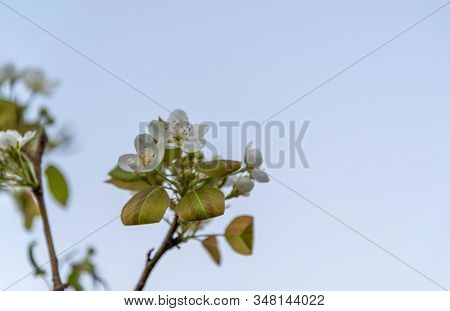 The Apple Blossom. Apple Blossom Occurs In Spring - May To June, Depending On The Climate Of Each Sp