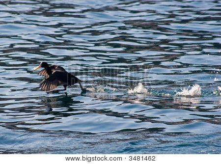 eend op uitvoeren vogel uitoefening water zee