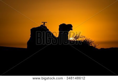 Camel Silhouette At Sunrise In Sahara Desert, Merzouga, Morocco