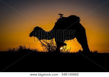 Camel Silhouette At Sunrise In Sahara Desert, Merzouga, Morocco