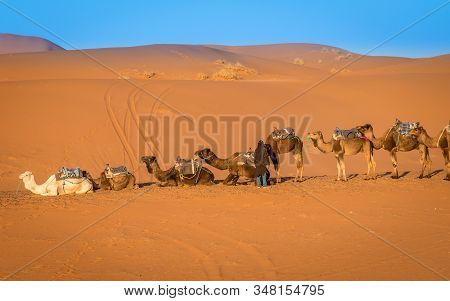 Merzouga, Morocco On February 25, 2018: Herd Of Camels Being Guided By Local Berber Man On A Caravan