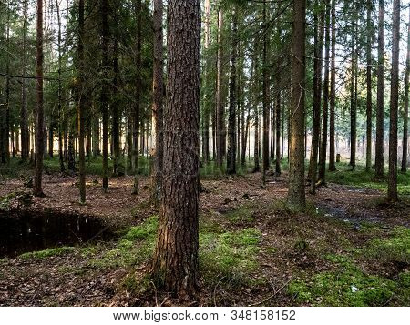 Beautiful Green Leafy And Coniferous Forest. Birch, Spruce, Hev. Early Spring. Pleasant Warm Light. 