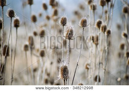 Faded Wild Teasels (dipsacus Fullonum) In Backlight, Middle Franconia, Bavaria, Germany