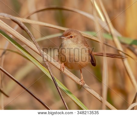 A Plain Prinia Sitting On A Plant