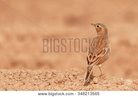 A Paddyfield Pipit In Golden Light Sitting On Ground