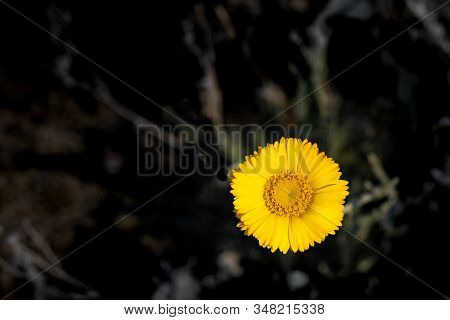 Desert Sunflower Bright Yellow Petals, Orange Center Close Up With Blurred Bokeh Background, Desert 