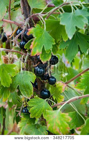 Black Currant Berries, Crandall Clove Currants Growing In A Garden.  These Berries Are Unusual Edibl