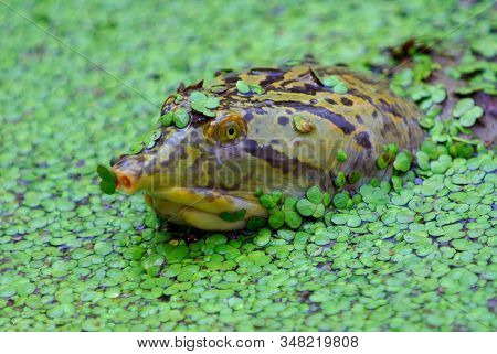 The Indian Flapshell Turtle (lissemys Punctata) Is A Freshwater Species Of Turtle Found In South Asi