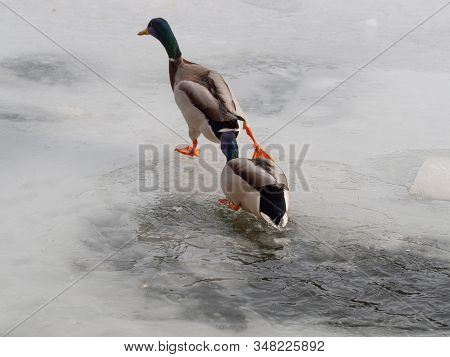 Male Mallard Ducks In Frozen Lake