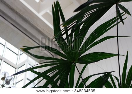 Leaf Of Green Plant Indoors On A Bright Background