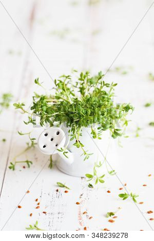Watercress Salad Microgreens, Green Leaves And Stems. Sprouting Microgreens. Seed Germination At Hom