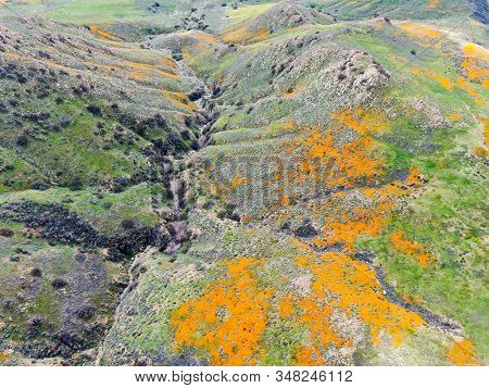 Aerial View Of Mountain With California Golden Poppy And Goldfields Blooming In Walker Canyon, Lake 