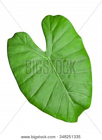 Alocasia Houseplant, Leaf, Closeup On A White Background.