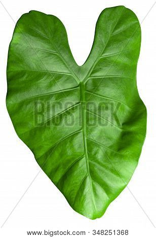 Alocasia Houseplant, Leaf, Closeup On A White Background.