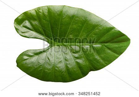 Alocasia Houseplant, Leaf, Closeup On A White Background.