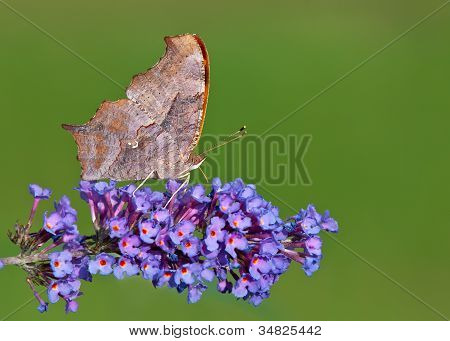 Znak zapytania motyl (Polygonia zmienny)