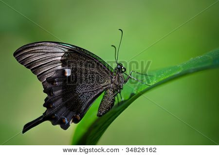 Esmeralda borboleta de Swallowtail (Papilio palinurus)