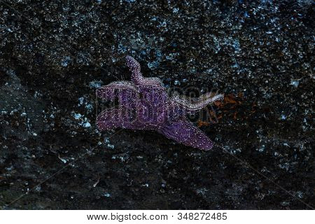 Starfish Atached To Concrete Wall With Other Marine Life