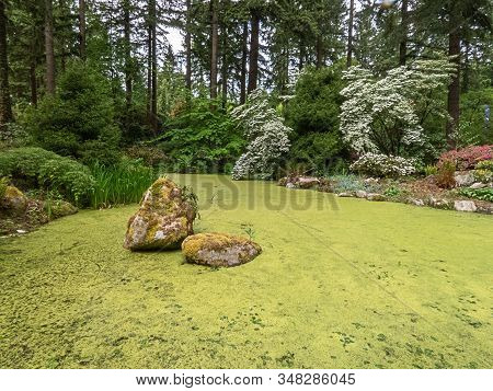 Light Green Alge Covering The Surface Of A Pond