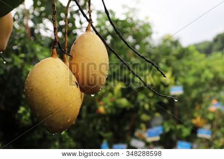 Isolated Close-up Green Mango Tree With Rain Drop