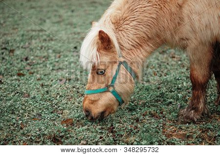 Close-up Brown Horse Is Eating Grass, Horse Head On Green Grass Background