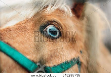 Close-up Big Blue Eye Of The Brown Horse