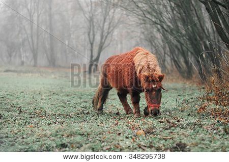 Brown Horse Is Eating Fresh Grass On The Field