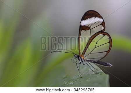 Beautiful Glasswing Butterfly (greta Oto) On A Leaf With Raindrops In A Summer Garden. In The Amazon