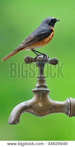 Redstart.