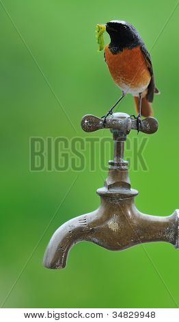 Redstart.