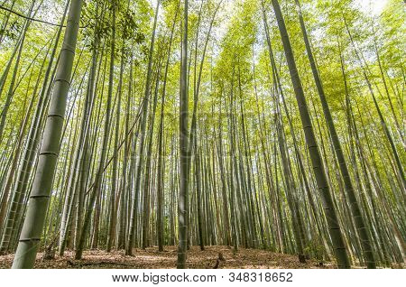 Chikurin No Michi (bamboo Grove) In Arashiyama In Kyoto, Japan.