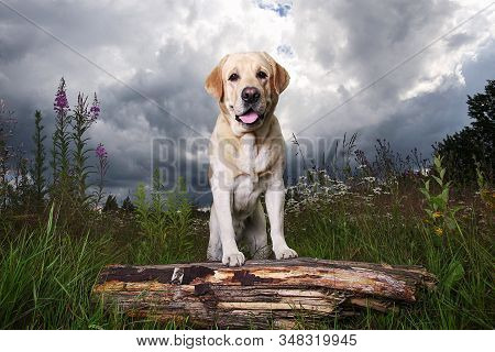 Yellow Labrador Retriever On Green Forest Meadow