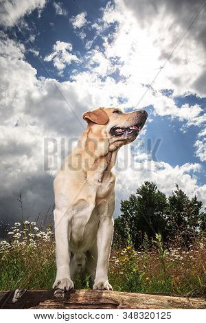 Yellow Labrador Retriever On Green Forest Meadow