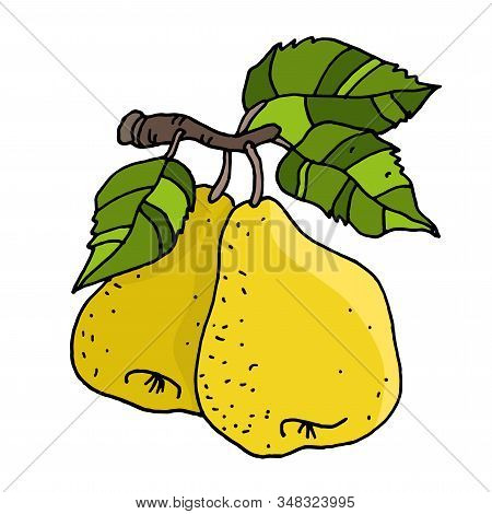 Pears On A Branch. Flat Drawing. Vector Illustration