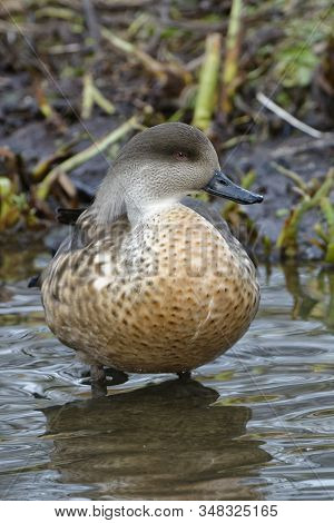 Patagonian Crested Duck - Lophonetta Specularioides Specularioides
From Southern Chile, Southern Arg