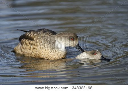 Patagonian Crested Duck - Lophonetta Specularioides Specularioides 
Pair Mating