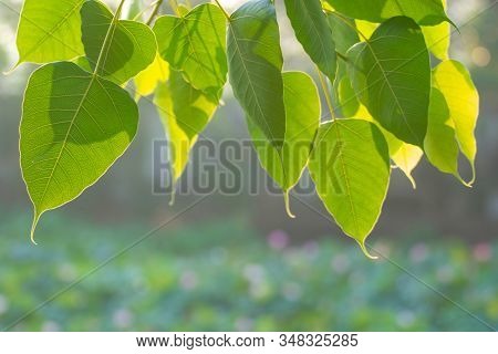 Green Bo Leaf With Sunlight  In The Morning, Bo Tree  Representing Buddhism In Thailand.
