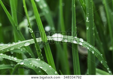 Spring Background, Leaves With Dew Drops, Close Up.